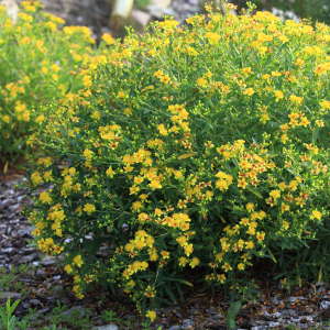 Hypericum kalmianum