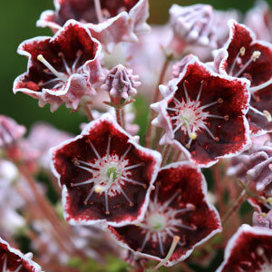 Kalmia latifolia mitternacht fleurs
