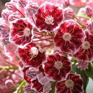 Kalmia latifolia Pinwheel fleurs