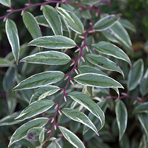 Leucothoe fontanesiana Whitewater