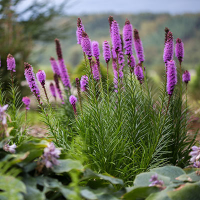 Liatris spicata