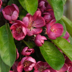 Malus x Appolo