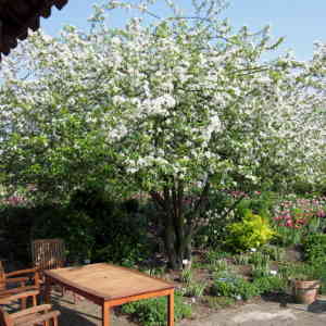 Malus x Evereste