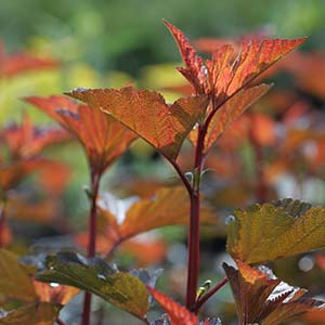 Physocarpus opulifolius Diable d'or