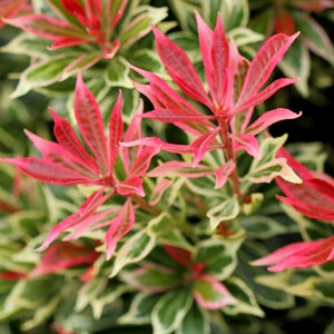 Pieris feuilles