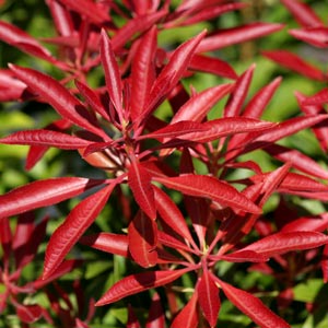 Pieris feuilles