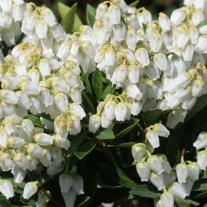 Pieris fleurs