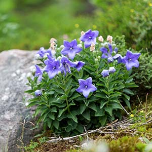 Platycodon grandiflorus Dwarf Form