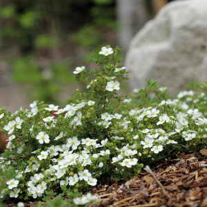 Potentilla fruticosa Eisprinzessin