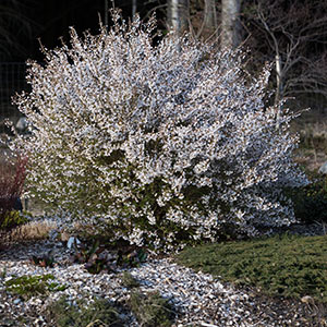 Prunus incisa kojo no mai