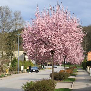 Prunus cerasifera nigra pissardii