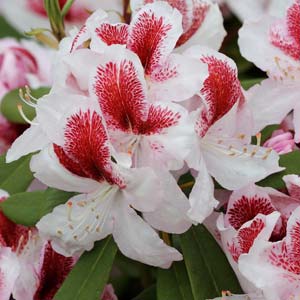 rhododendron belami fleur