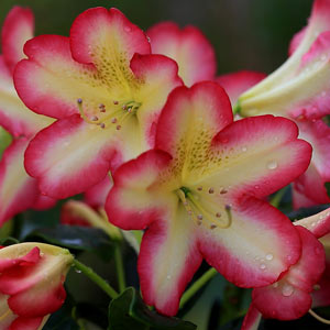 rhododendron denise fleur