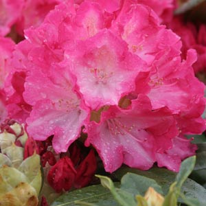 Rhododendron fantastica Inflorescence