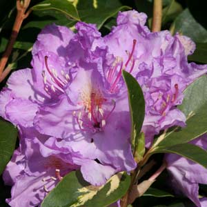 rhododendron goldflimmer fleur