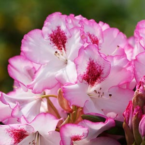 rhododendron Hachmann's Charmant fleur