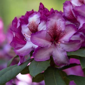 rhododendron Hans Hachmann mystic fleur