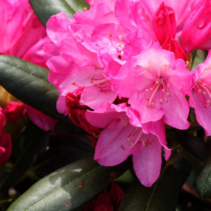 Rhododendron kalinka Inflorescence