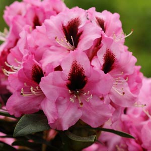 rhododendron Kokardia fleur