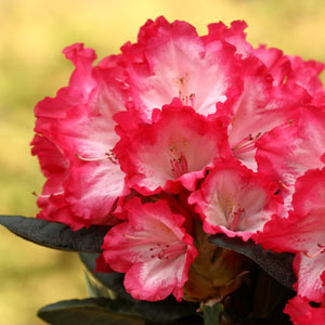 Rhododendron kokette Inflorescence