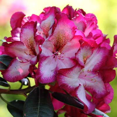 Rhododendron x Mydnight Mystic
