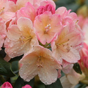 Rhododendron Percy Wiseman Inflorescence