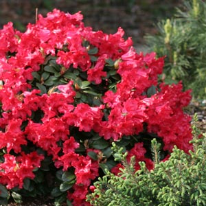 rhododendron scarlet wonder port