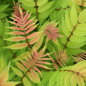 Sorbaria sorbifolia sem