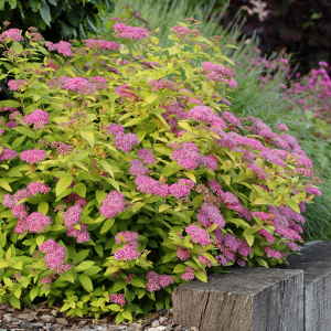 Spirea japonica Goldmound