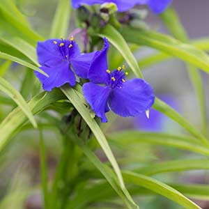 Tradescantia x andersoniana Sweet Kate